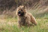 CAIRN TERRIER 649